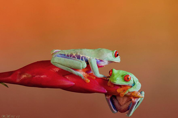 Vividly-colored world of frogs, macro photography by Wil Mijer