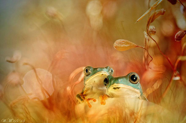 Vividly-colored world of frogs, macro photography by Wil Mijer