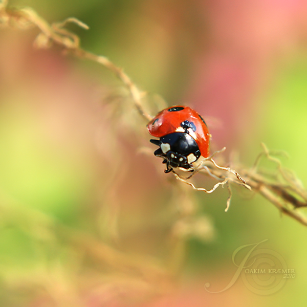 The Ladybug World, photography by Joakim Kræmer