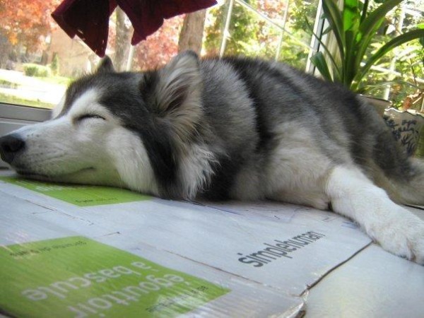 This Husky raised by cats acts like a cat