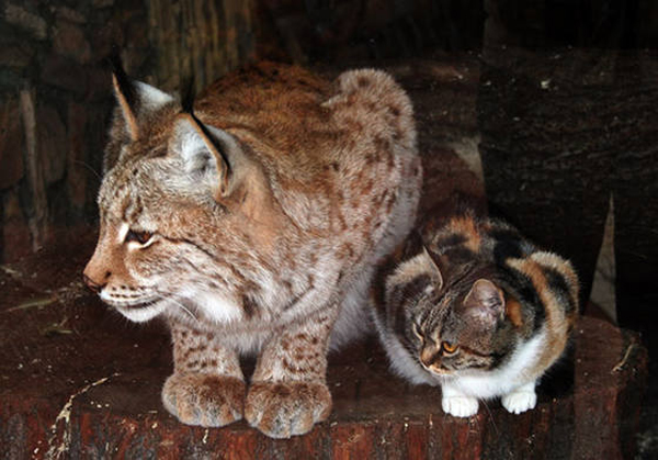 Cat and Lynx, inseparable friends