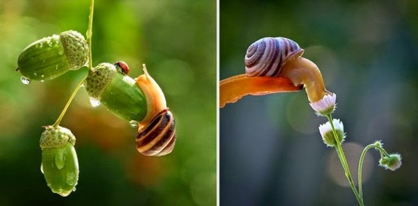Fascinating miniature world of snails, macro photography by Vyacheslav Mishchenko