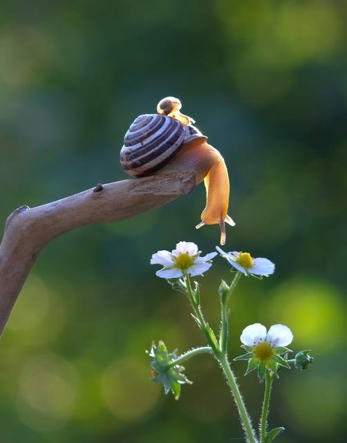 Fascinating miniature world of snails, macro photography by Vyacheslav Mishchenko