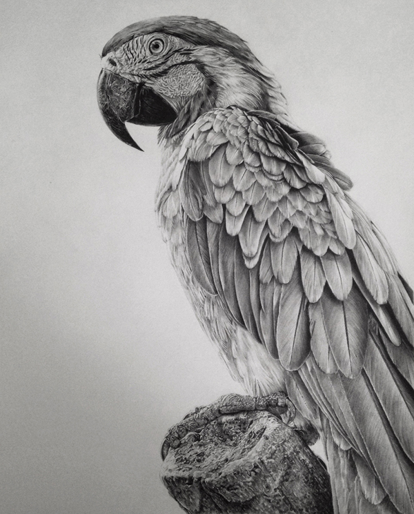 Photo-realistic graphite drawings by Monica Lee