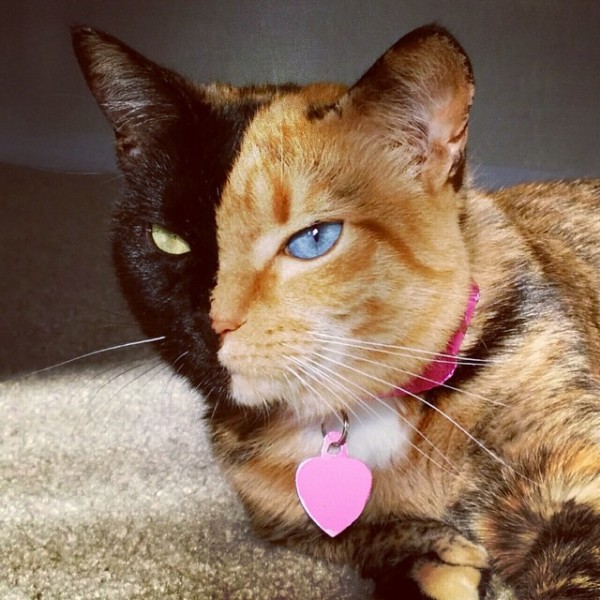Venus, the amazing chimera cat