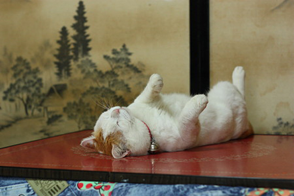 The most content and relaxed cat on Earth, Shironeko