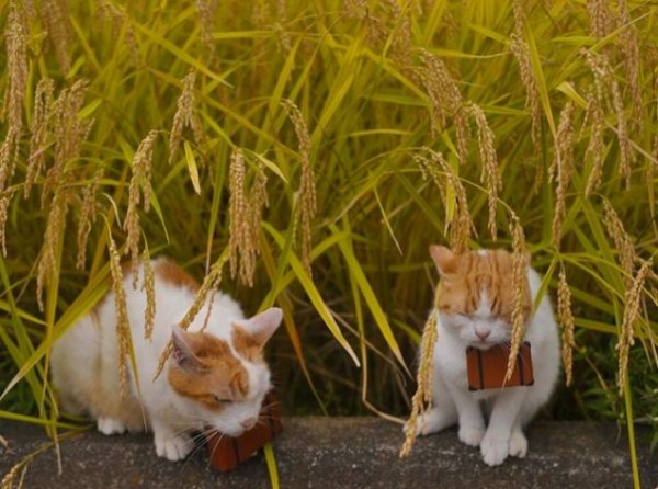 Cats, the cutest image characters for Jalan