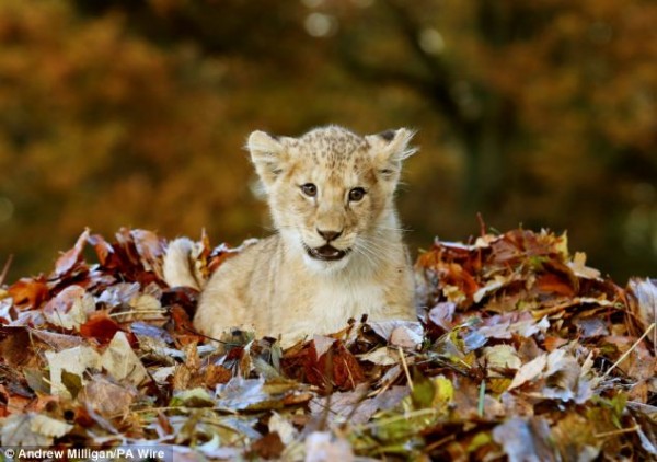 Adorable lion cub Karis loves playing with Autumn leaves