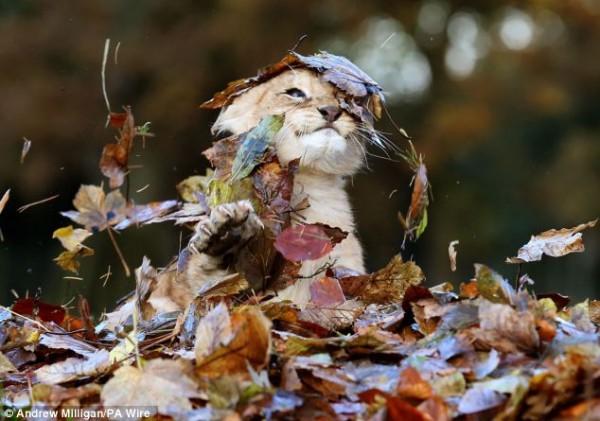 Adorable lion cub Karis loves playing with Autumn leaves