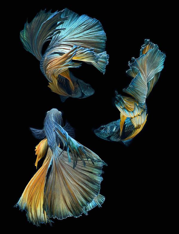 Stunning portraits of Siamese fighting fish by Visarute Angkatavanich