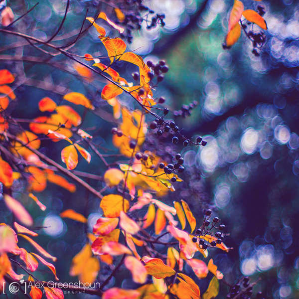 The magic of fall captured by Alex Greenshpun