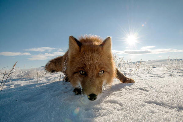 Amazing photos of foxes in the Arctic Circle by Ivan Kislov