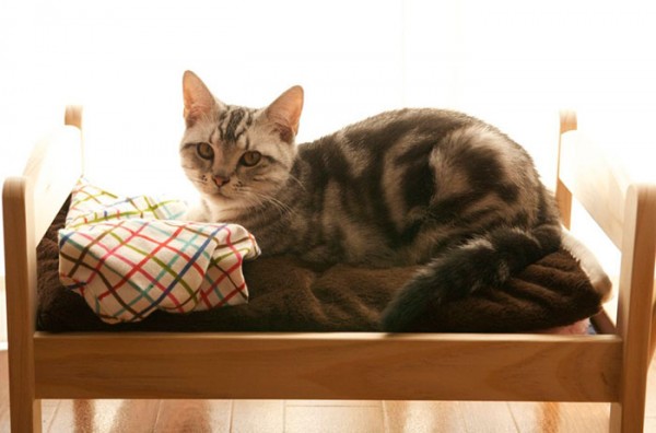 Japanese cat owners turn IKEA doll beds into adorable cat beds