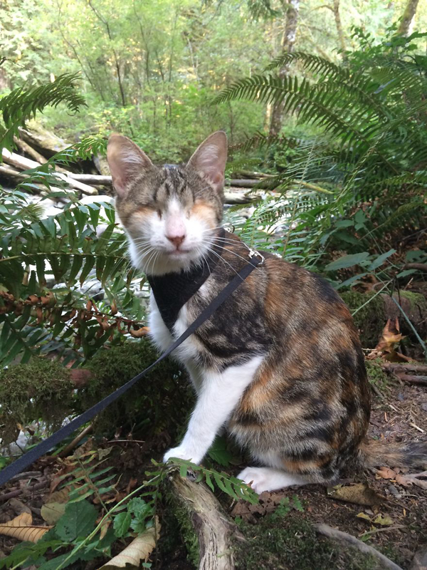 Meet Honey Bee, a rescued blind cat who loves hiking with her humans