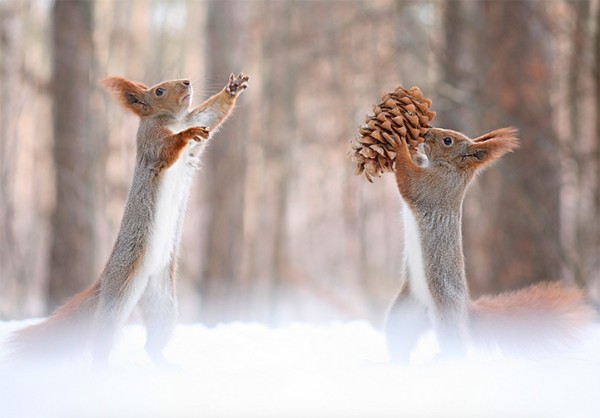 Adorable squirrels having some wintertime fun, photography by Vadim Trunov