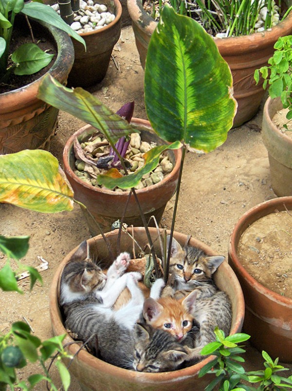 Cat-plants you probably shouldn’t water