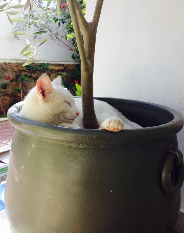 Cat-plants you probably shouldn’t water
