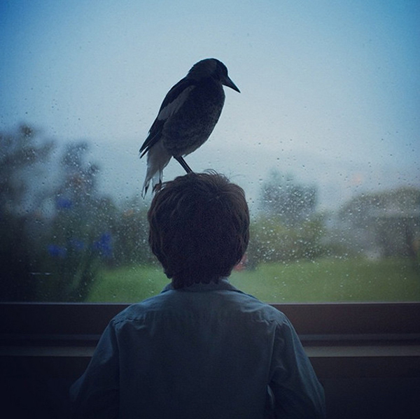 The unlikely friendship between a boy and a bird