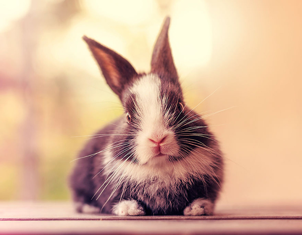 "10 months of my baby bunnies growing up" - photography by Ashraful Arefin