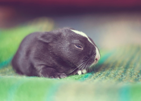 "10 months of my baby bunnies growing up" - photography by Ashraful Arefin