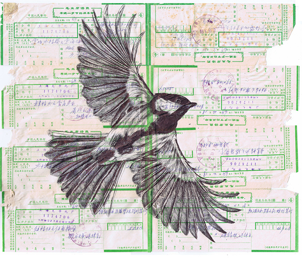 Bic biro bird drawing collection by Mark Powell
