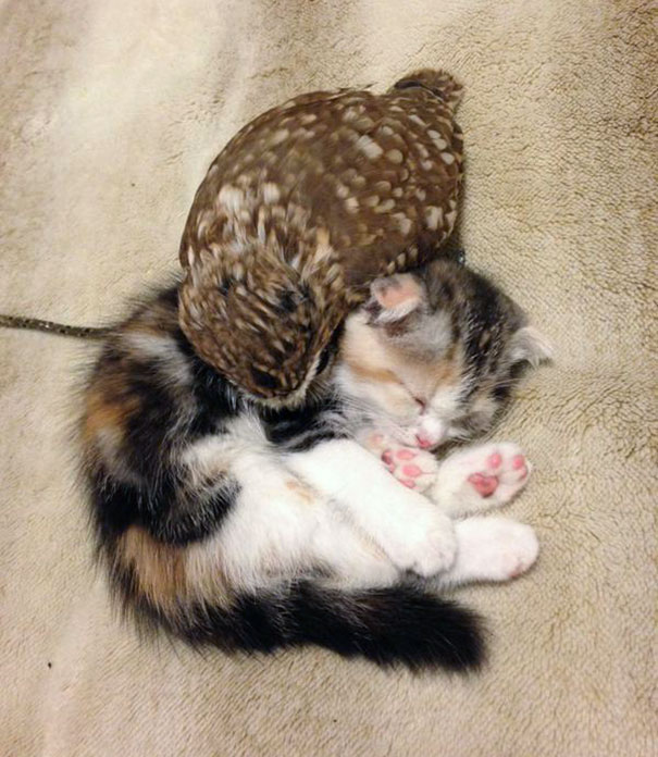 Owlet and Kitten, inseparable nap buddies at a café in Japan