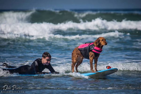 Surf Dog Ricochet, the only SURFice dog™ in the world