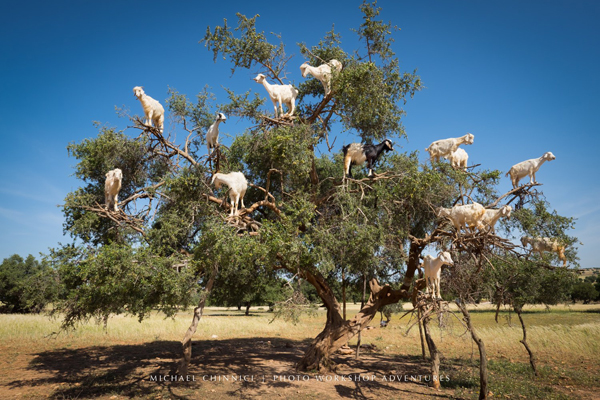 Do goats grow on trees? by Michael Chinnici