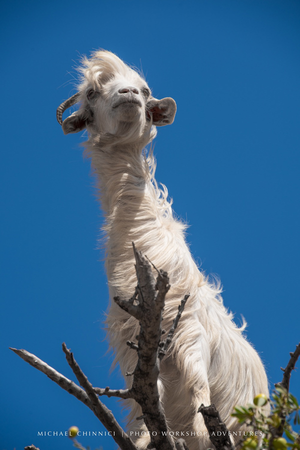 Do goats grow on trees? by Michael Chinnici