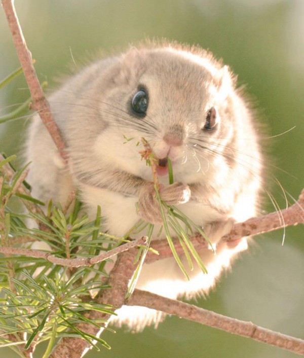Japanese and Siberian flying squirrels