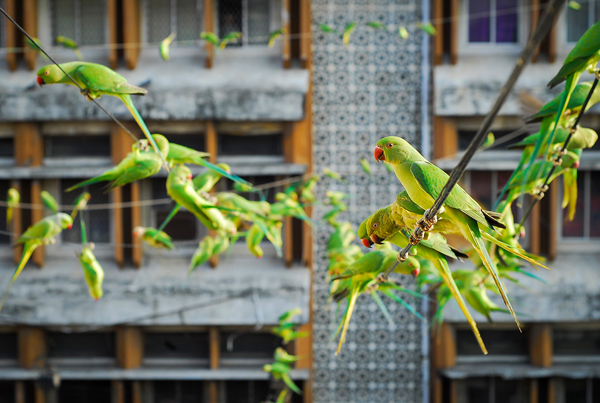 The ‘Birdman’ of Chennai feeds up to 4,000 wild green parakeets daily from his home