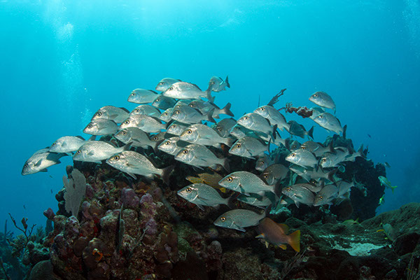 The Coral Reef Project, photography by Gerardo Aizpuru