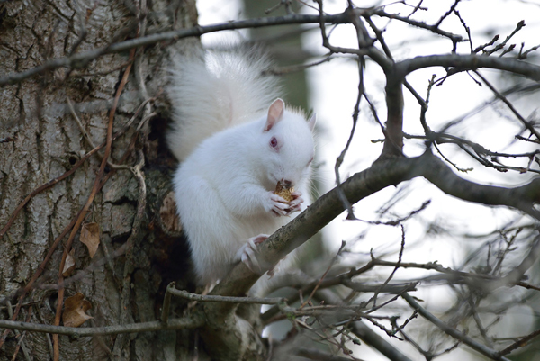 Albino Squirrel. Hastings, England, photography by Chris Parker