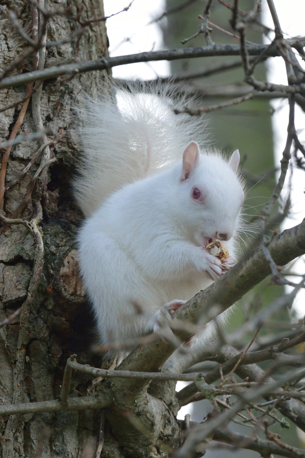 Albino Squirrel. Hastings, England, photography by Chris Parker