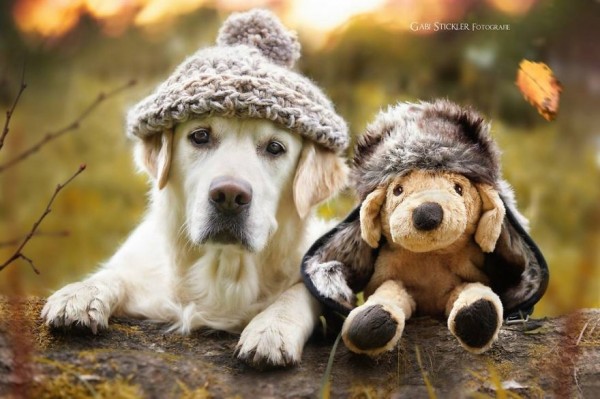 Golden Retriever Mali and his best friends, photography by Gabi Stickler
