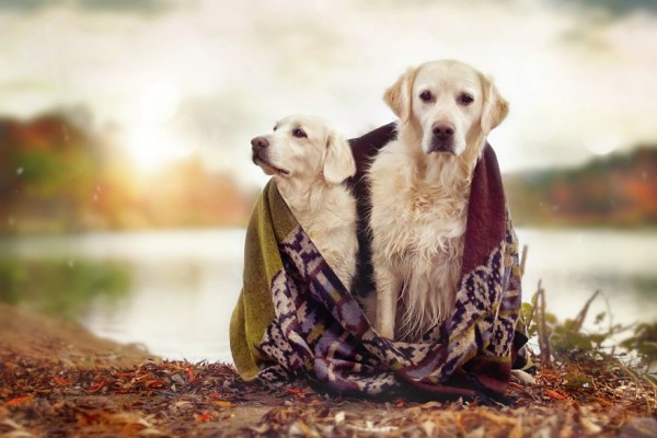 Golden Retriever Mali and his best friends, photography by Gabi Stickler