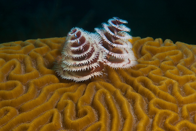 Underwater creatures look like mini Christmas trees - Ego - AlterEgo