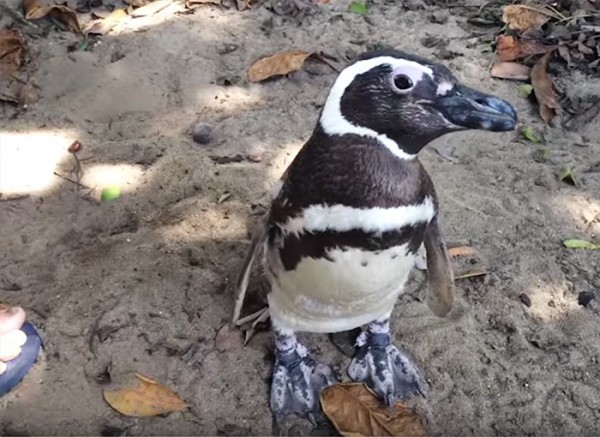Penguin swims 8,000KM every year to see the man who saved his life