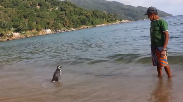 Penguin swims 8,000KM every year to see the man who saved his life