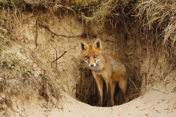 The dune foxes of the Netherlands, photography by Laurens De Haas