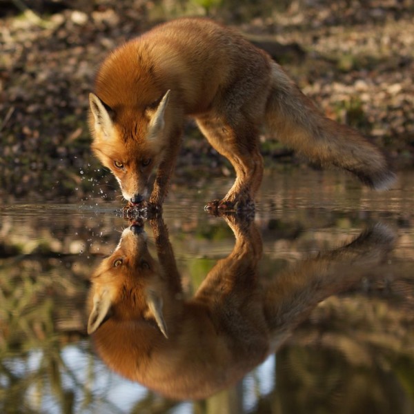 The dune foxes of the Netherlands, photography by Laurens De Haas