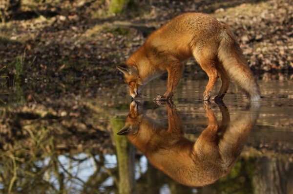 The dune foxes of the Netherlands, photography by Laurens De Haas