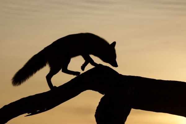 The dune foxes of the Netherlands, photography by Laurens De Haas