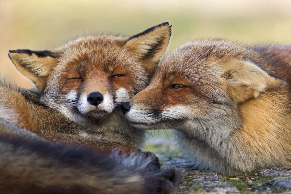 The dune foxes of the Netherlands, photography by Laurens De Haas
