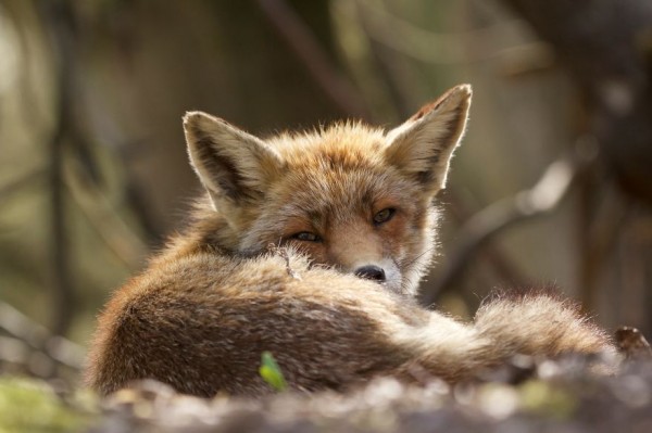 The dune foxes of the Netherlands, photography by Laurens De Haas