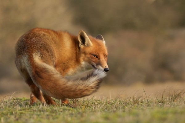 The dune foxes of the Netherlands, photography by Laurens De Haas