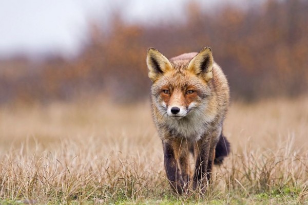 The dune foxes of the Netherlands, photography by Laurens De Haas