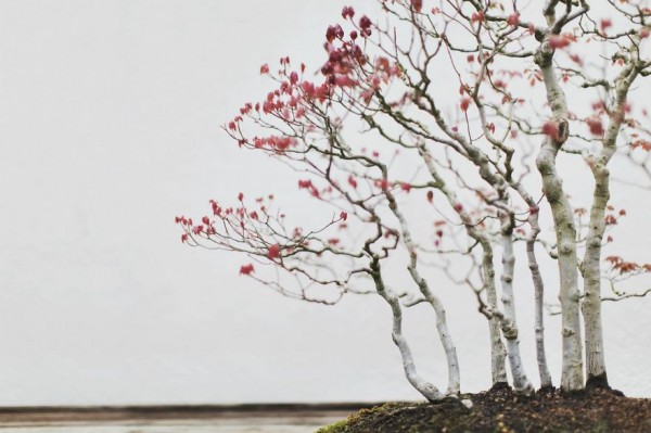 Bonsai trees, photography by Stephen Voss