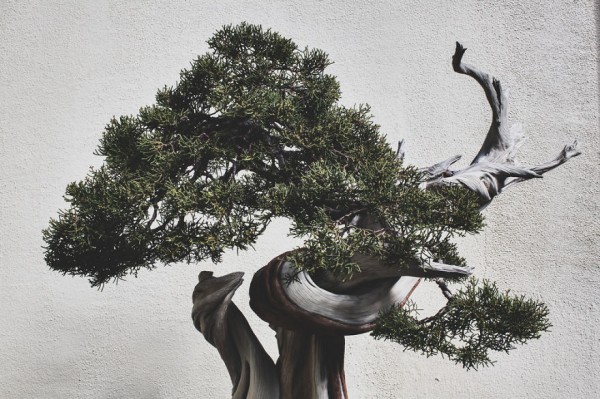 Bonsai trees, photography by Stephen Voss