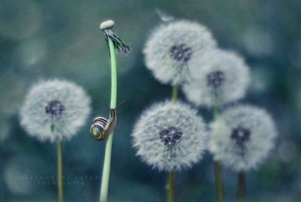 The tiny world of snails, photography by Katarzyna Załużna